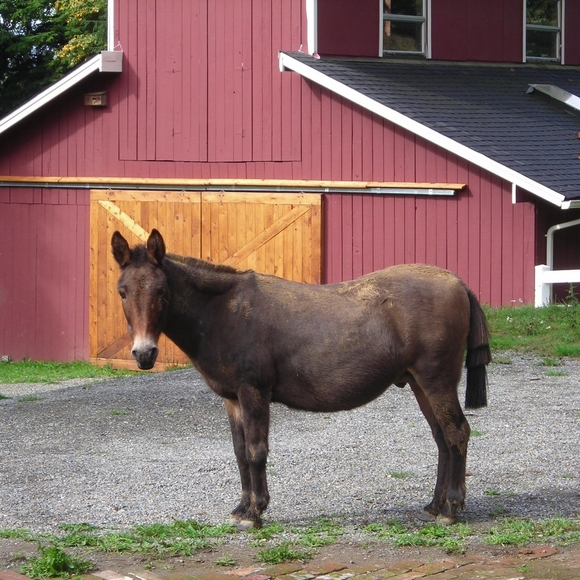 Meet your Posher, Dixie - Picture 1 of 1